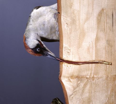 ¿Por qué los pájaros carpinteros no se muerden la lengua al taladrar la madera?