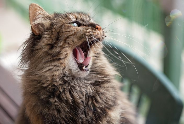 ¿El arañazo de un gato puede provocar esquizofrenia?