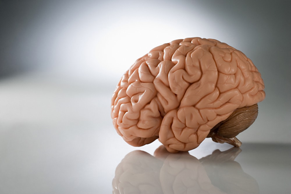 Cerebro 3D para estudiar