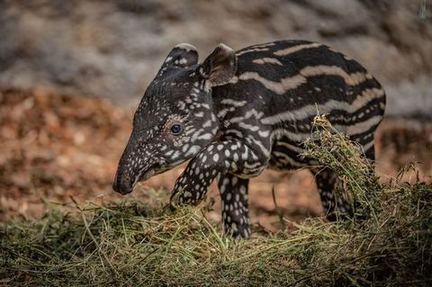 Este tapir malayo necesita nombre
