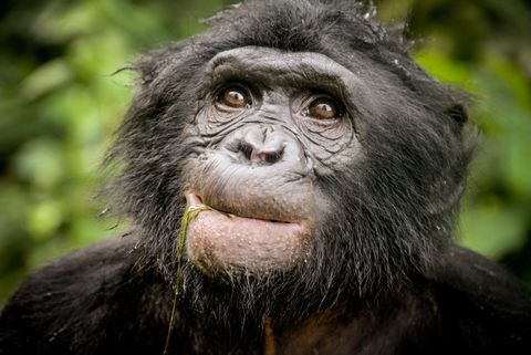 Los bonobos tuvieron sexo con una especie fantasma