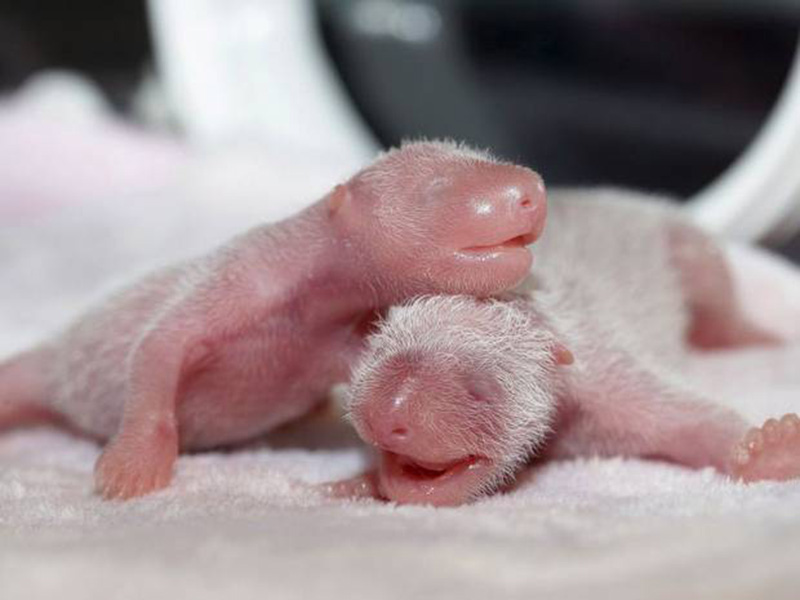 China da la bienvenida a dos nuevos bebés panda