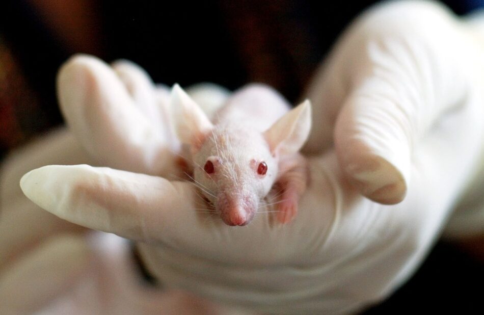 Científicos españoles por una mayor apertura en investigación con animales