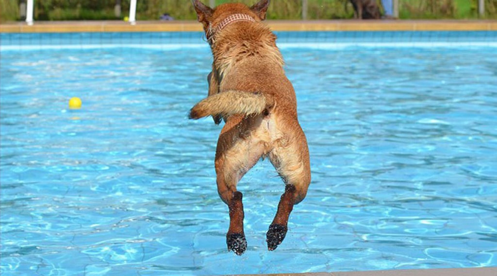 Científicos rusos consiguen que un perro respire bajo el agua durante media hora