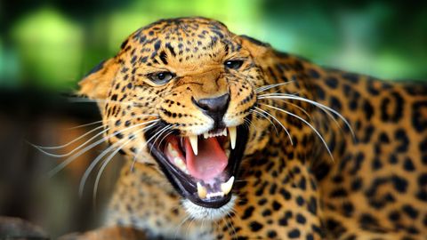 Así responde un jaguar cuando le piden un selfie