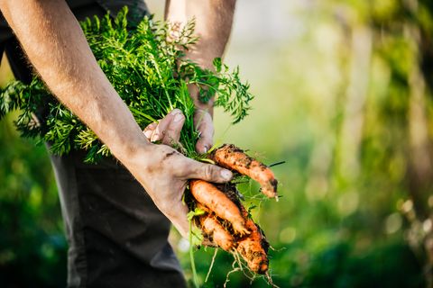 Crean biocombustible a partir de desechos de zanahoria
