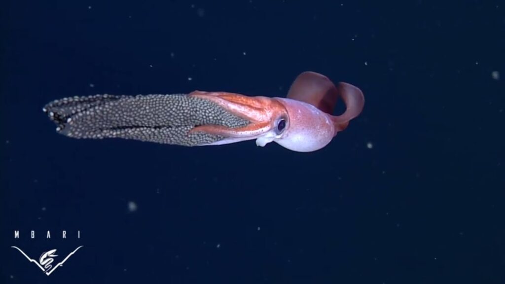 ¿Cómo dan a luz los calamares? 1 como dan a luz los calamares ¿Cómo dan a luz los calamares?