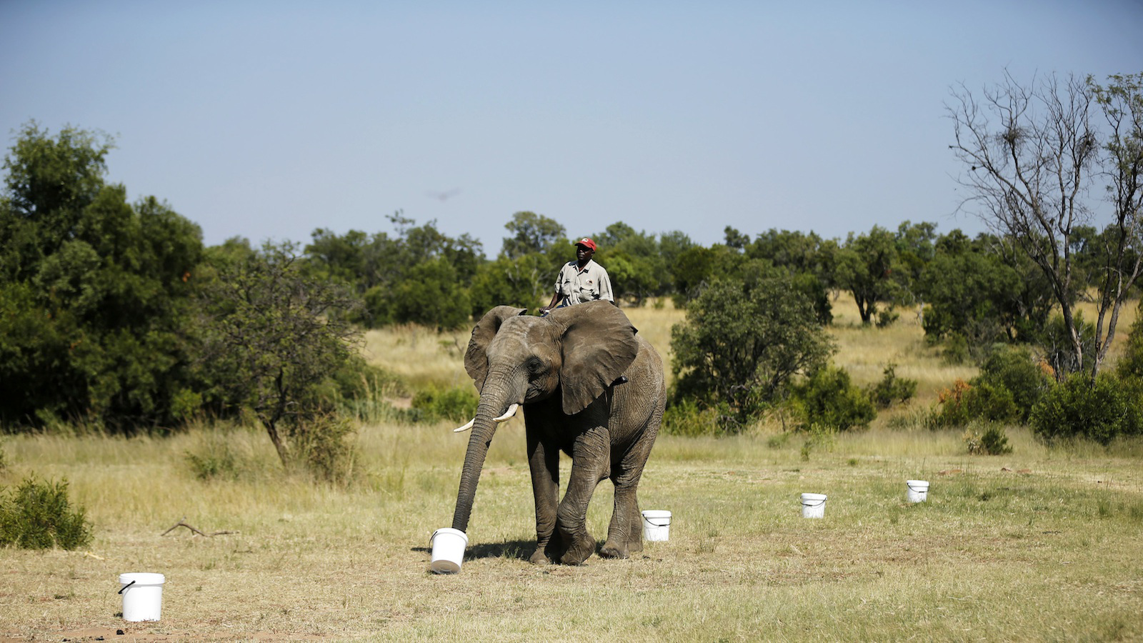 ¿Cómo han aprendido los elefantes a esquivar minas terrestres?