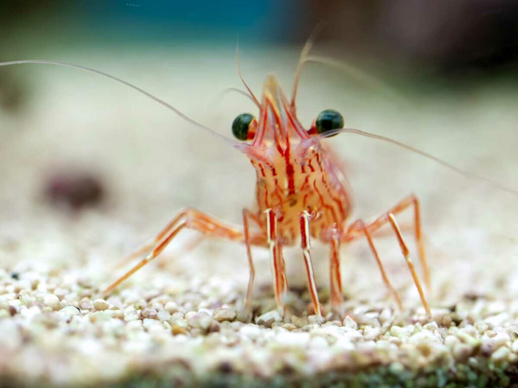 Cómo las gambas podrían salvar el planeta 1 como las gambas podrian salvar el planeta Cómo las gambas podrían salvar el planeta