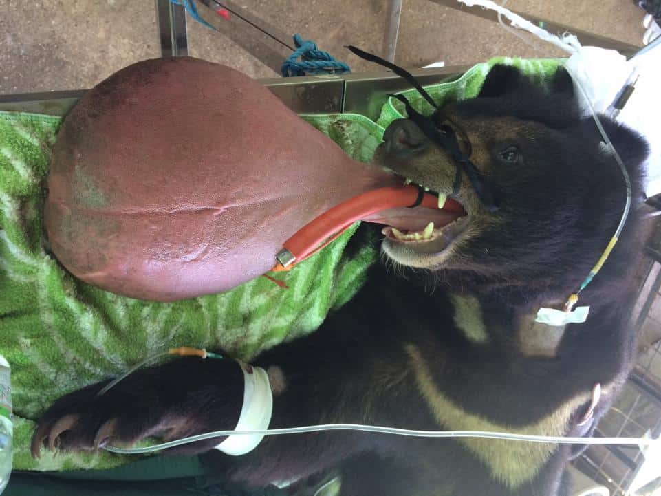 ¿Cómo podía vivir este oso con una lengua de tres kilos?