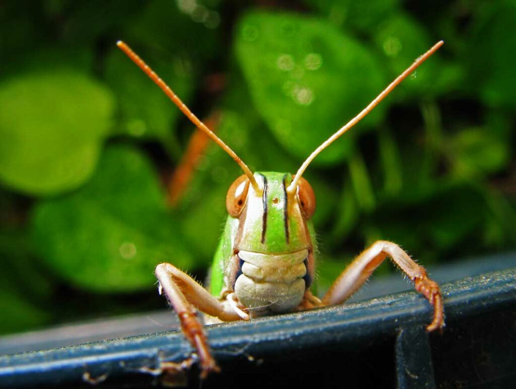 ¿Cómo puede un saltamontes ayudar a un entomólogo a resolver un asesinato? 1 como puede un saltamontes ayudar a un entomologo a resolver un asesinato ¿Cómo puede un saltamontes ayudar a un entomólogo a resolver un asesinato?