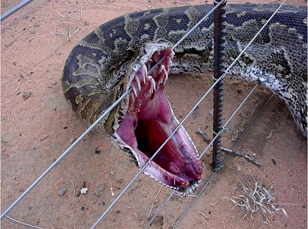 ¿Cómo pueden las serpientes tragar objetos más grandes que su cabeza?