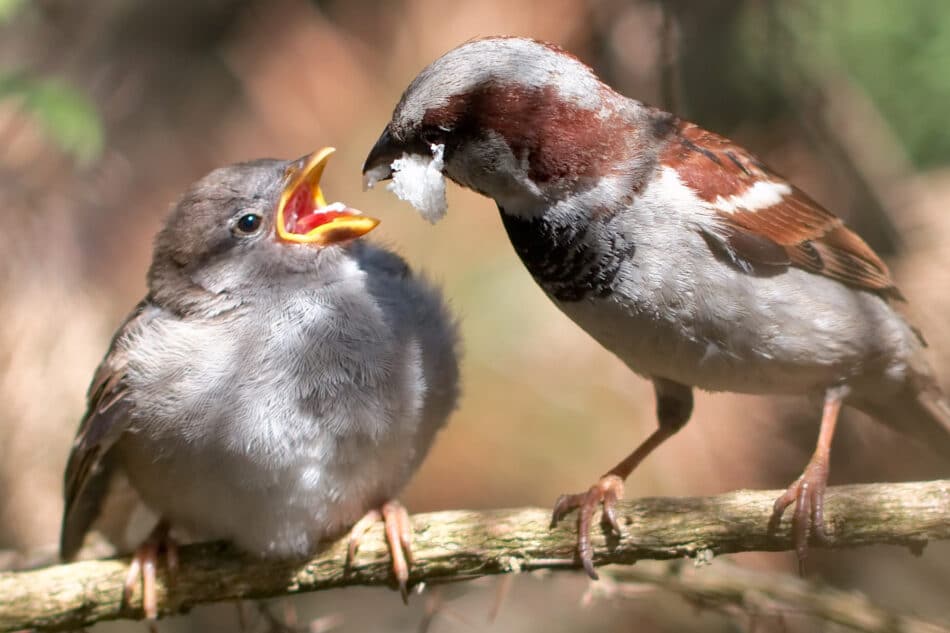 ¿Cómo reacciona un pájaro cuando sabe que su pareja le ha sido infiel?