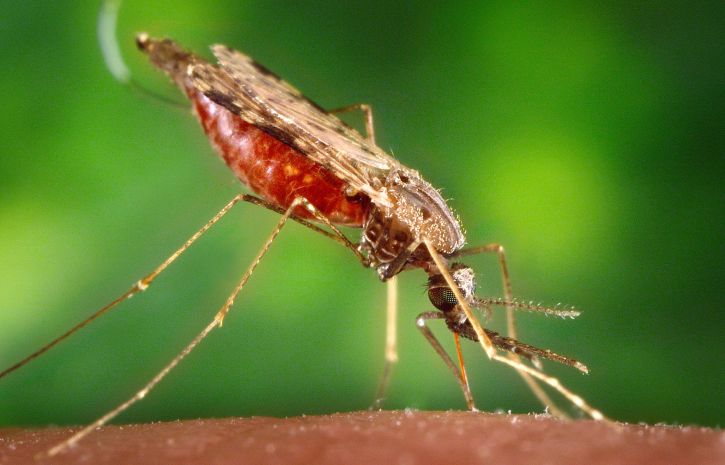 ¿Cómo se “enamoran” de la malaria, los mosquitos?
