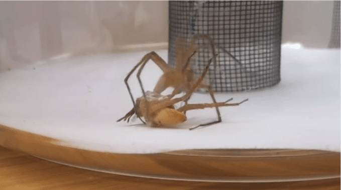 ¿Cómo se las ingenian las arañas macho para no morir copulando?