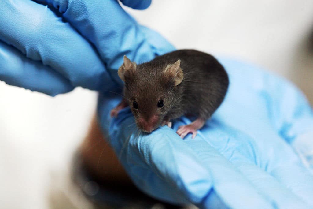 Cómo se trata a los ratones de laboratorio influiría en el resultado final