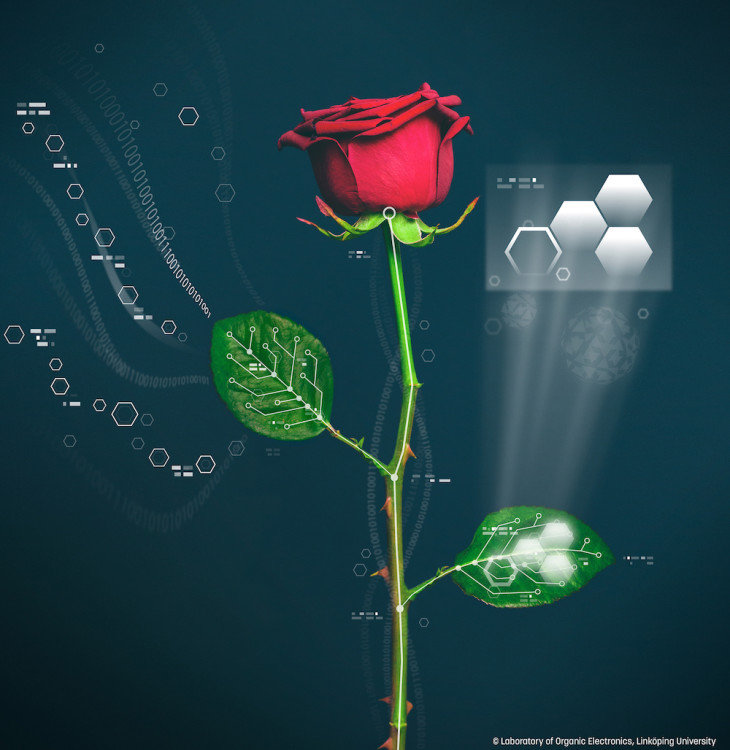 Cómo transformar una rosa en un circuito eléctrico