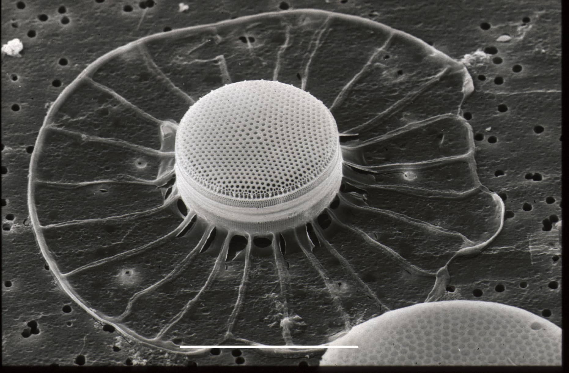 Cómo y por qué los organismos unicelulares evolucionaron en multicelulares