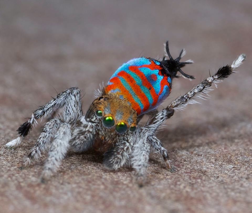 ¿Conoces las arañas pavo real?