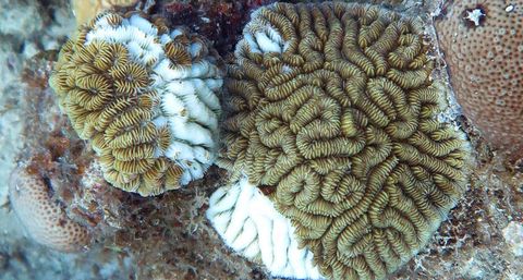 Una misteriosa infección podría acabar con los arrecifes