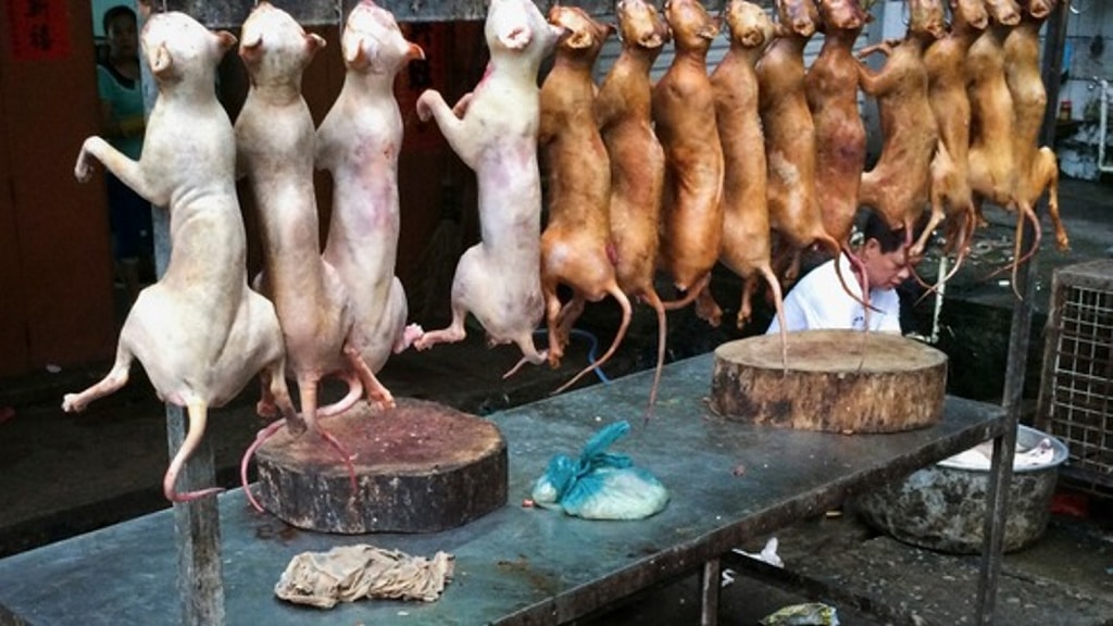 Corea del Sur prohíbe matar perros para comerlos