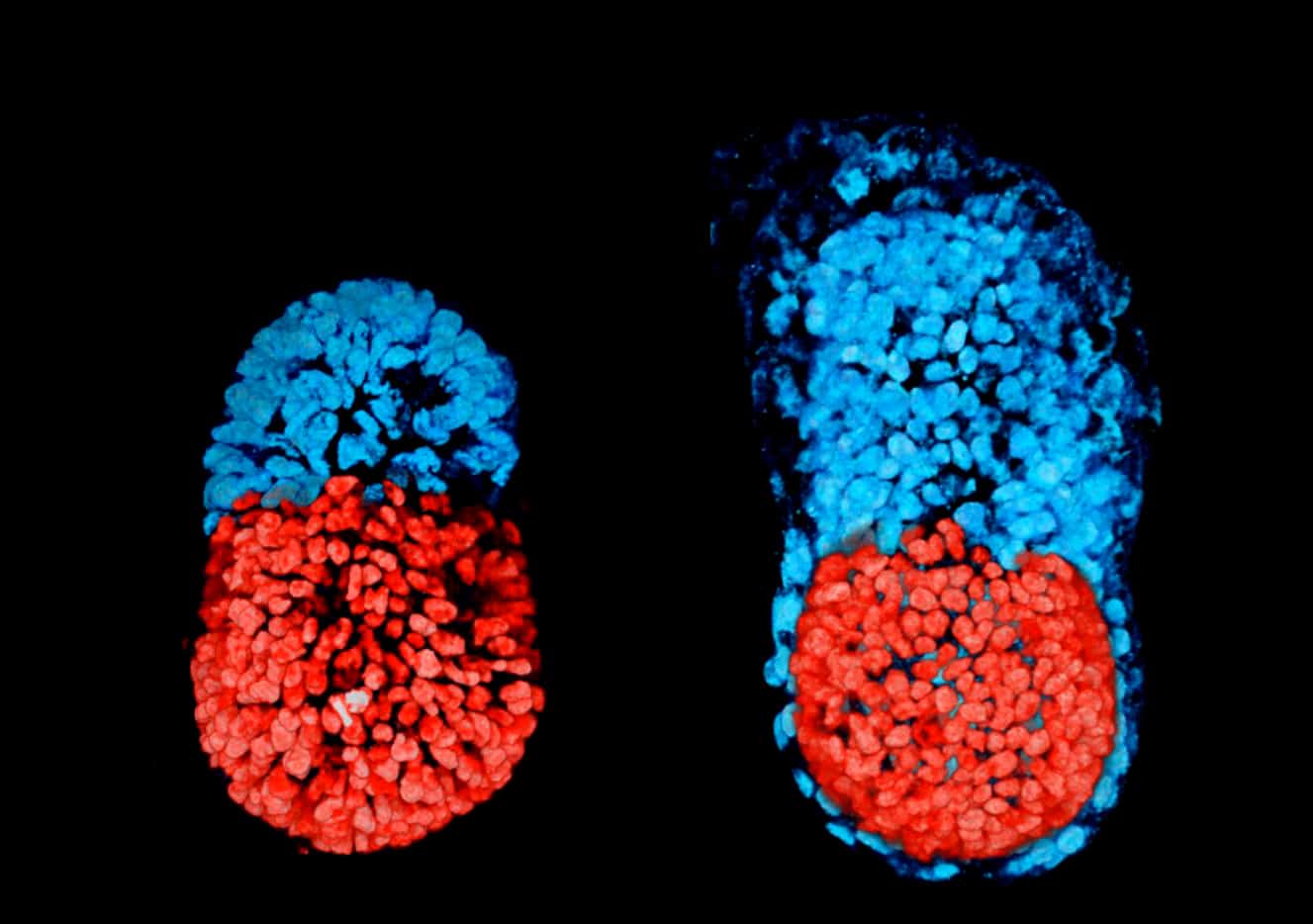 Crean el primer “embrión” artificial a partir de células madre