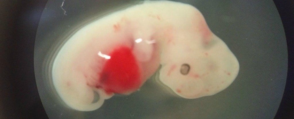 Crean embriones de oveja con células humanas