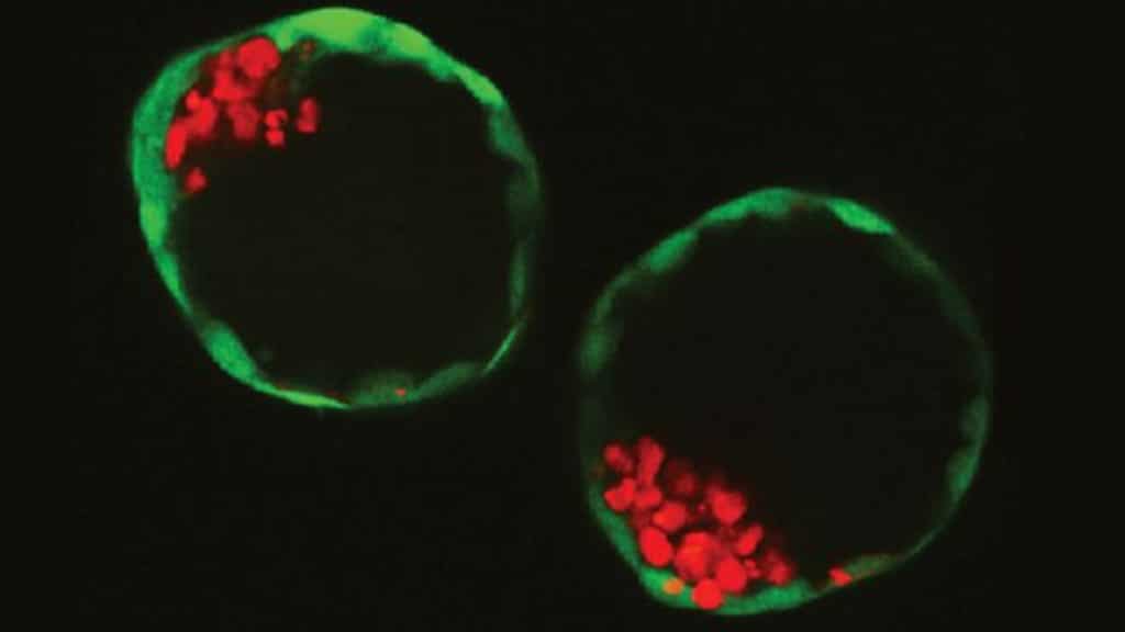 Crean embriones sintéticos sin usar óvulos ni esperma