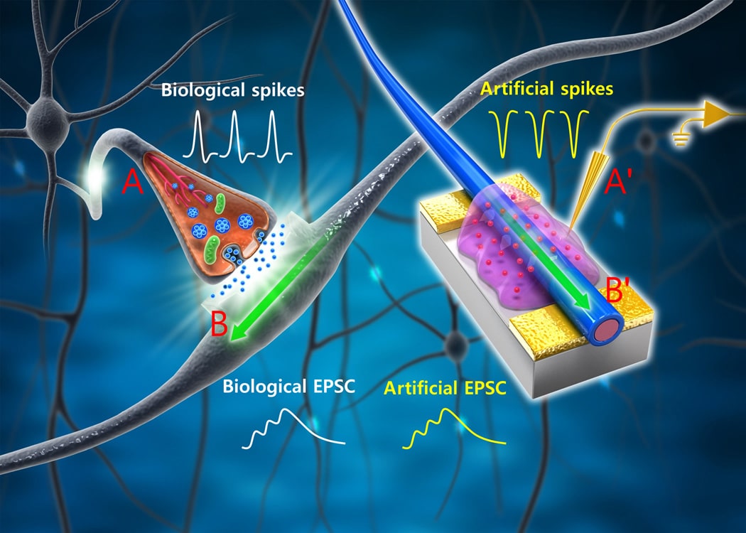 Crean nanotubos orgánicos que imitan la sinapsis biológica