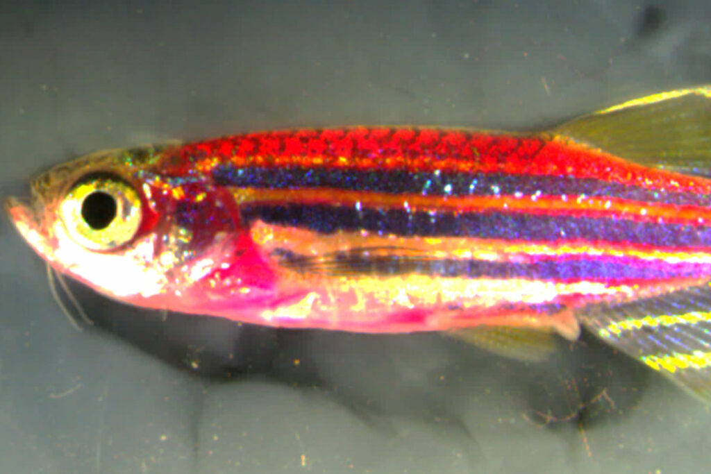 Crean un pez cebra cuya piel tiene todos los colores del arco iris 1 crean un pez cebra cuya piel tiene todos los colores del arco iris Crean un pez cebra cuya piel tiene todos los colores del arco iris
