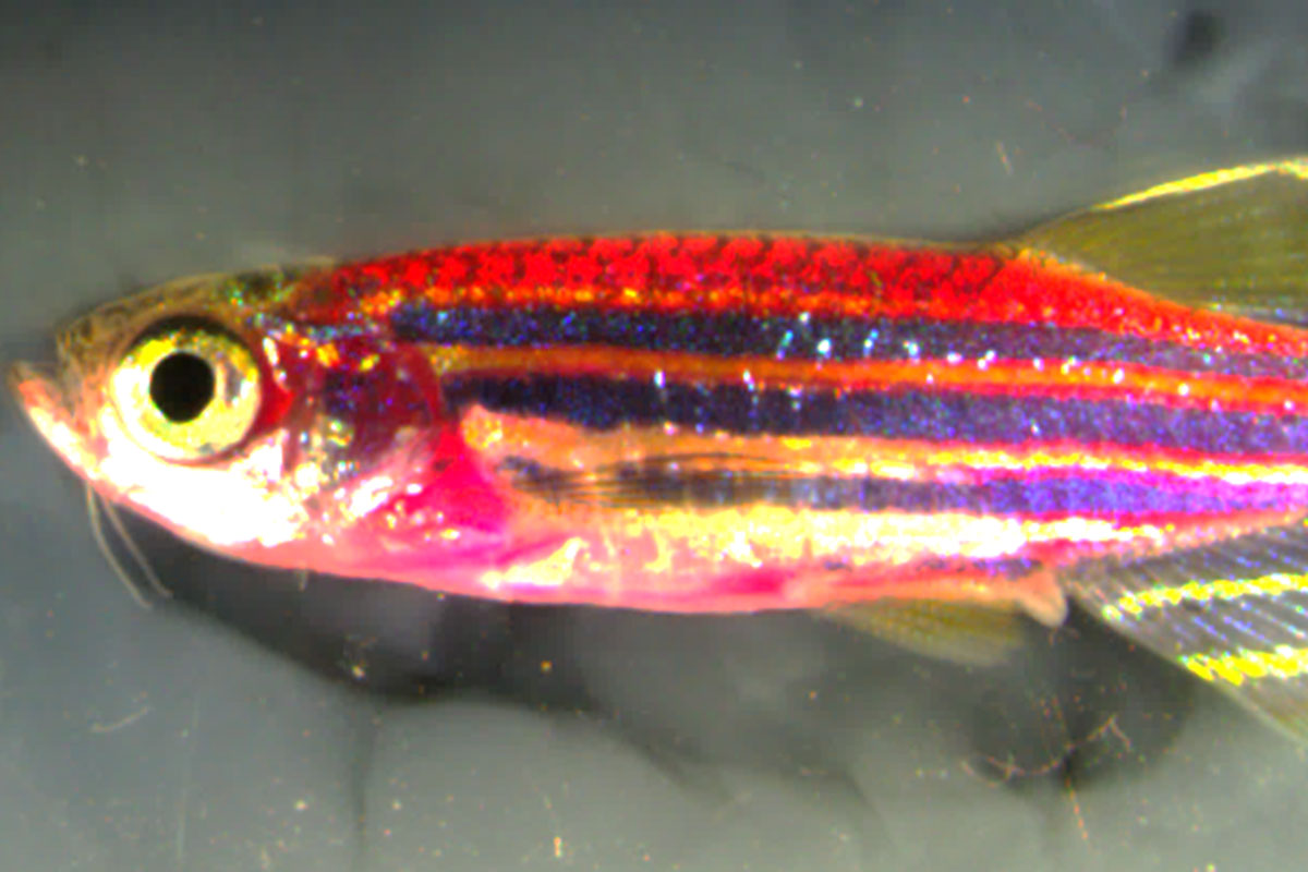 Crean un pez cebra cuya piel tiene todos los colores del arco iris
