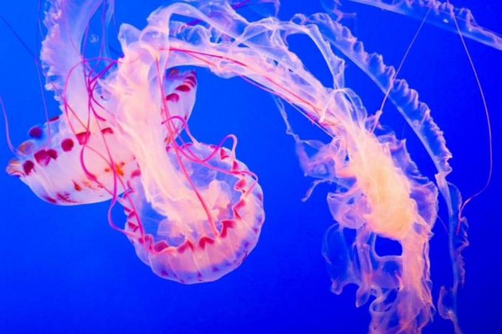 Crean una aplicación que avisa de la presencia de medusas