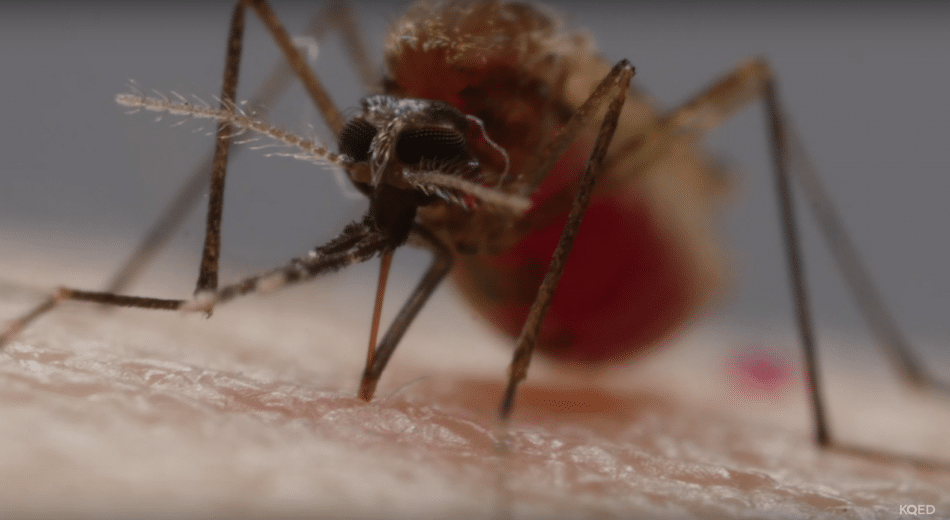 ¿Crees que la picadura de un mosquito no es violenta? Mírala más de cerca