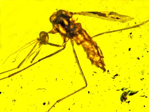 ¿Pudo la malaria acabar con los dinosaurios? Este mosquito tiene la respuesta…