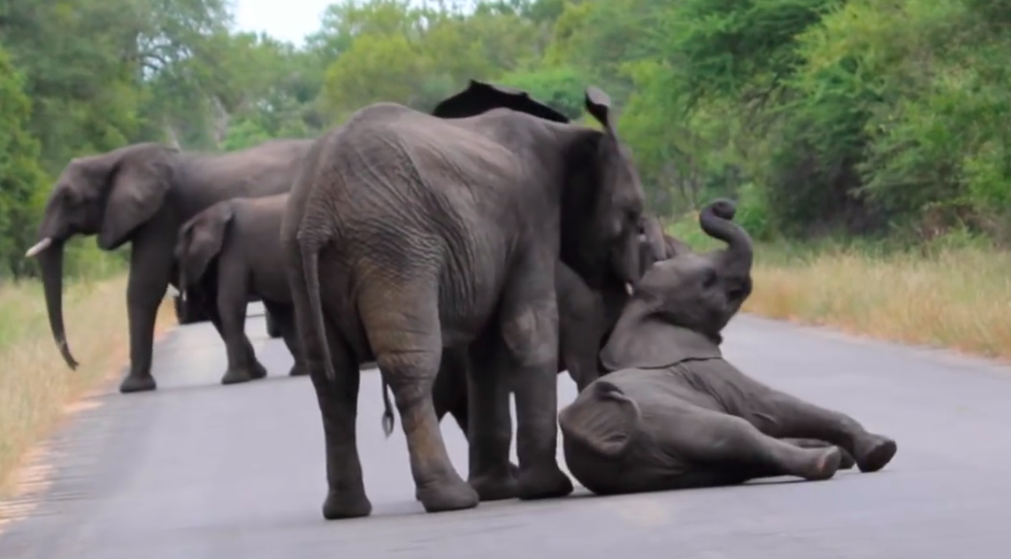 Cuando los elefantes rescatan a sus crías