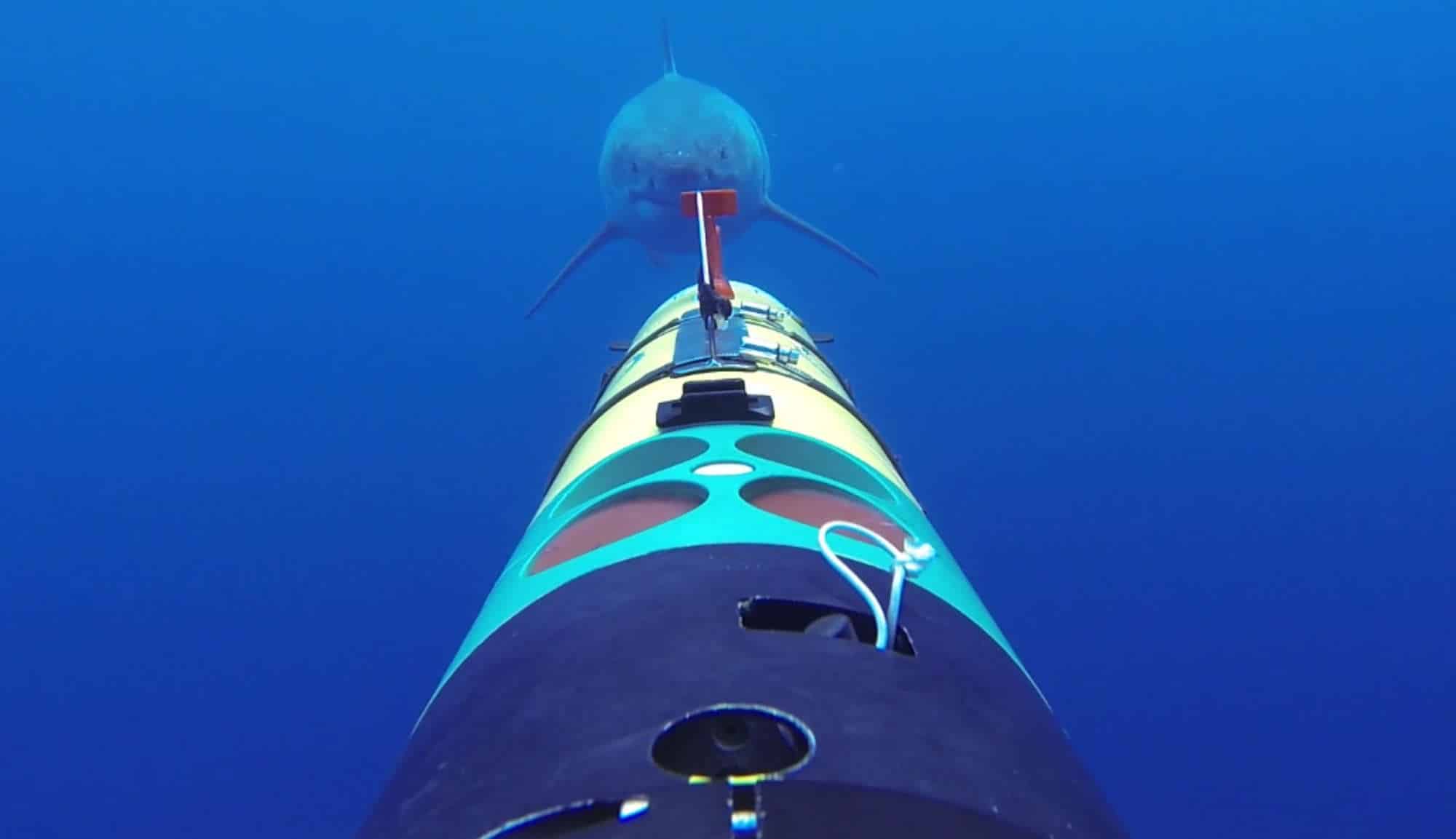 Cuando un tiburón ataca un drone