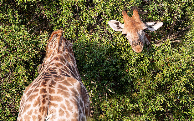 ¿Cuántas jirafas ves en esta foto?