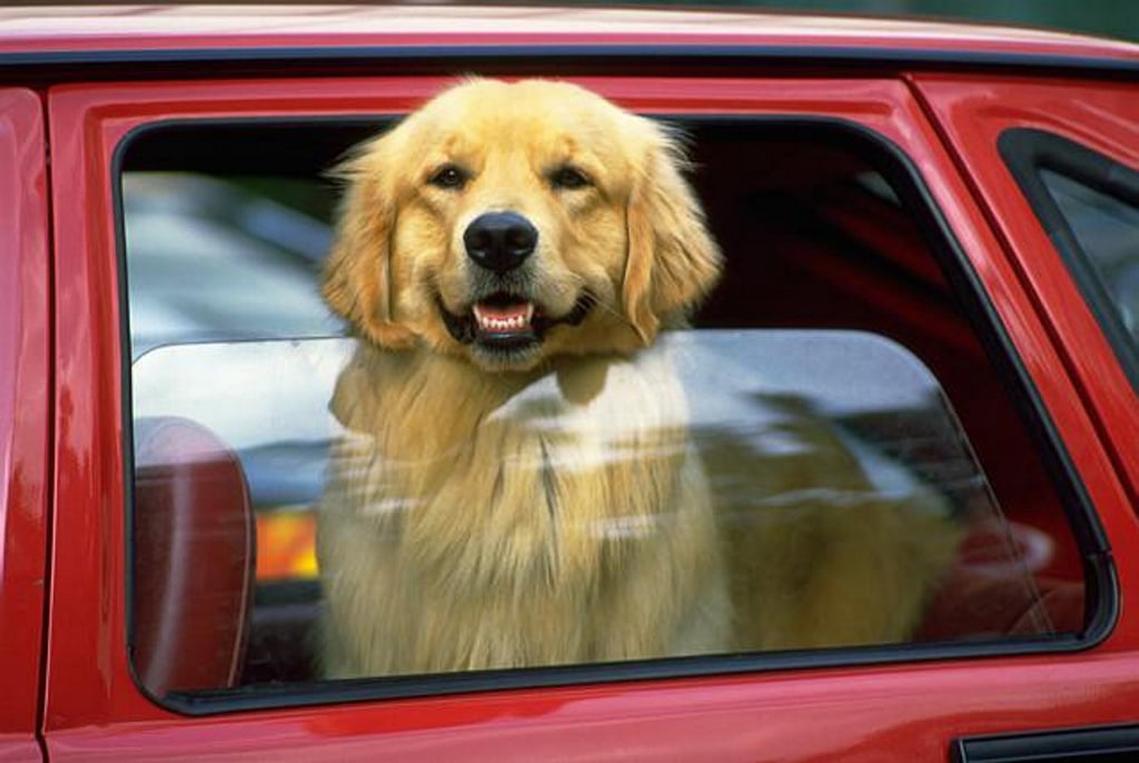 ¿Cuánto puede tardar un perro en morir encerrado en un coche al sol?