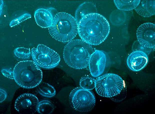 ¿Cuánto tarda una medusa en picar?