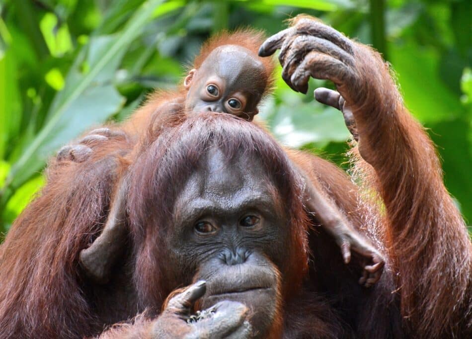 ¿Cuántos años puede estar mamando un orangután?