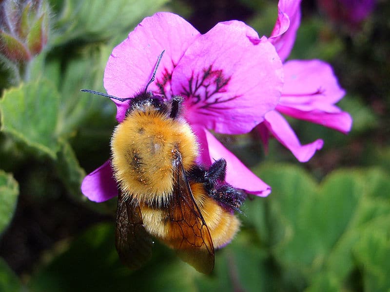 Cuantos más pesticidas comen los abejorros, más les gustan