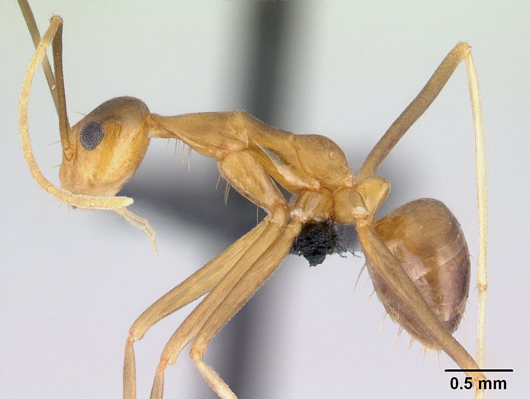 Cuidado, estas hormigas se han propuesto invadir el mundo