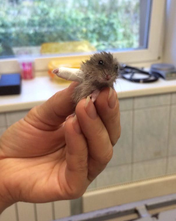 ¡Cuidado! Este hamster escayolado provoca sobredosis de ternura