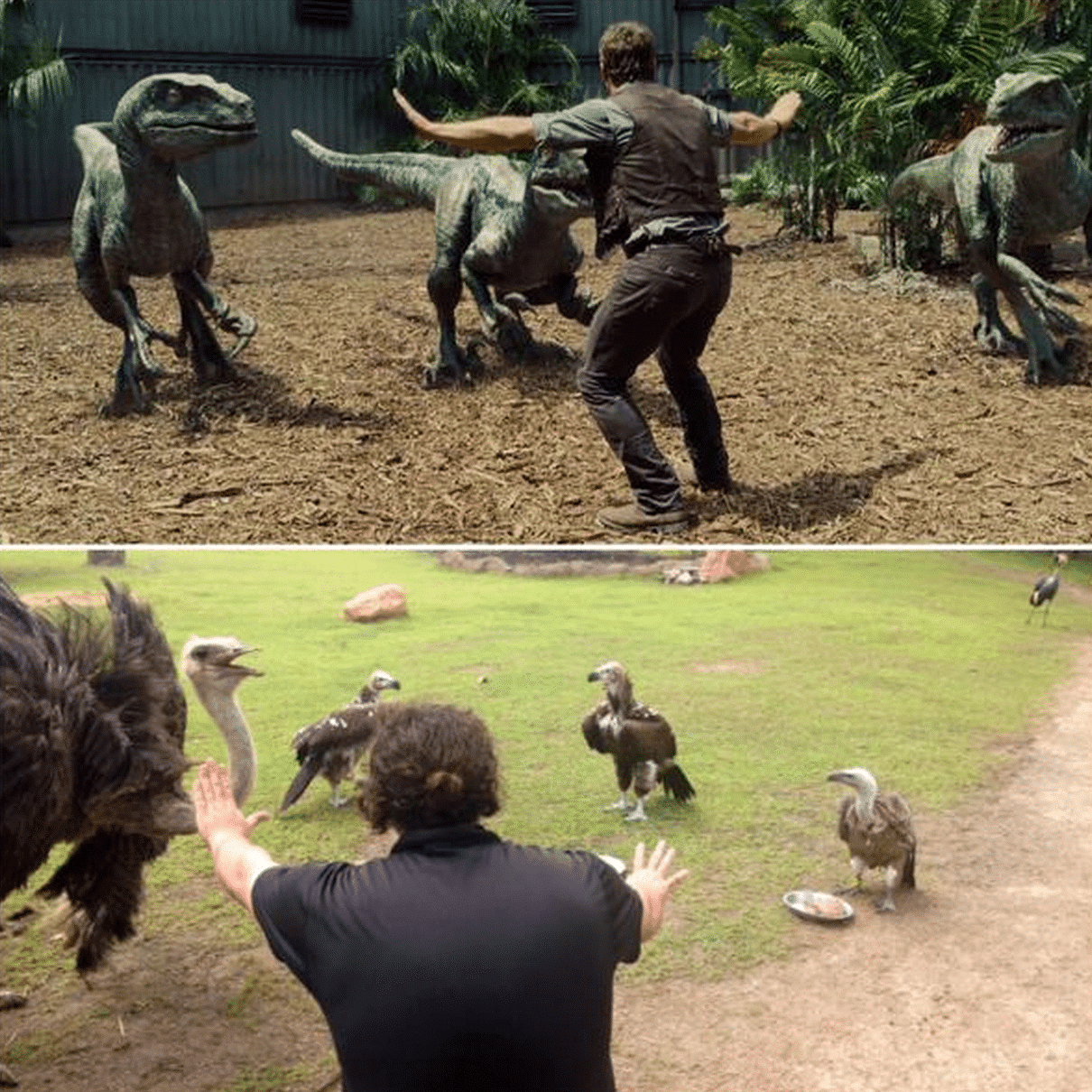 Cuidadores de zoos imitan con sus animales escenas de ‘Jurassic World’