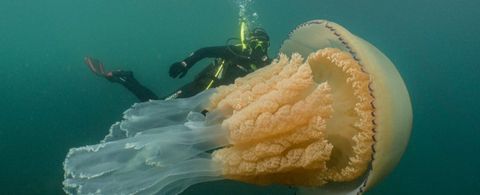 Descubren una medusa gigante… ¡del tamaño de una persona!