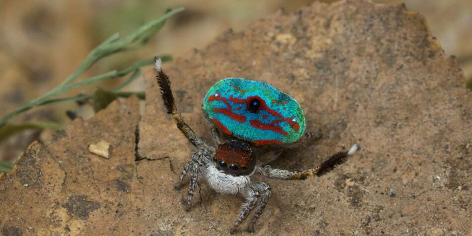 ¿De dónde han salido estas coloridas arañas “pavo real”?