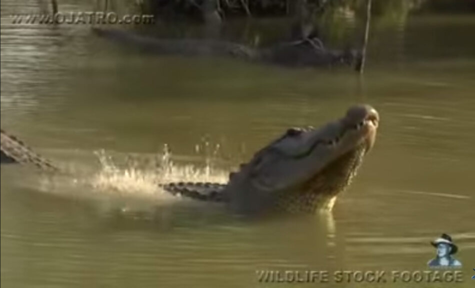 ¿De qué es capaz un aligator enamorado?
