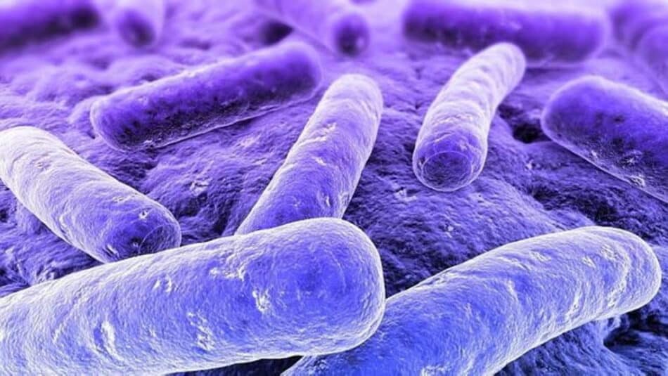 ¿Debemos tener miedo de esta bacteria?