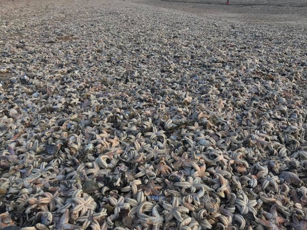 Decenas de miles de estrellas de mar aparecen muertas en una playa británica