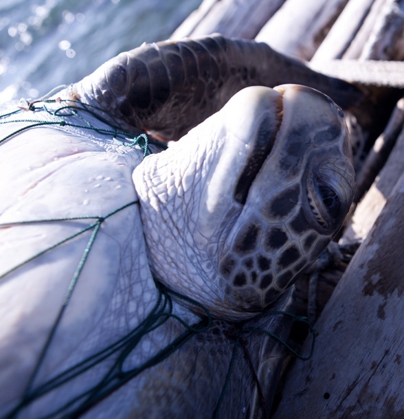 Decenas de miles de tortugas marinas atrapadas por las redes de pesca